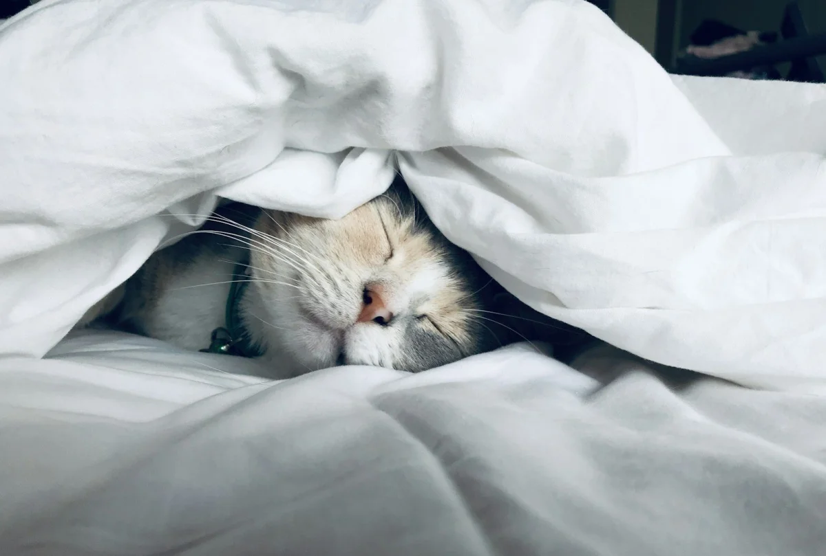 Sleep Debt: Why You Can't Catch Up on Weekends — And What the Science Says