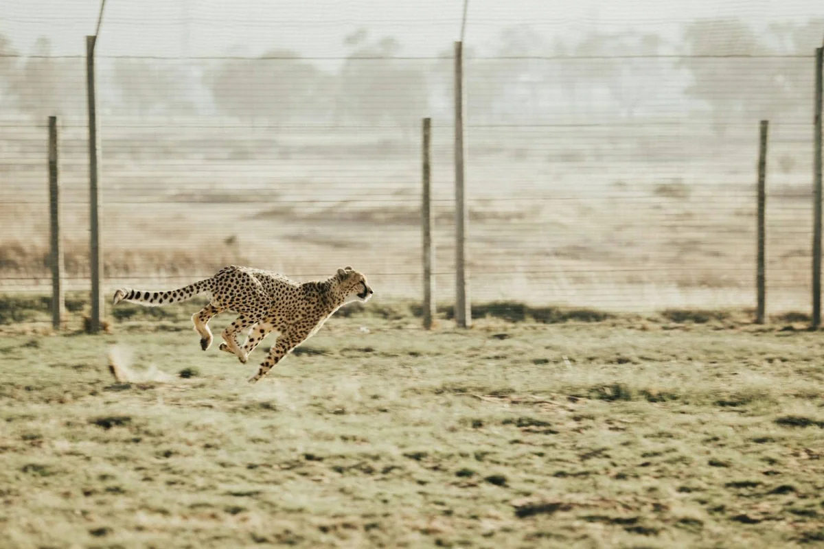 Animal Speeds and the Physics of Locomotion: Why Cheetahs Tire in 30 Seconds and Humans Are Elite Endurance Runners
