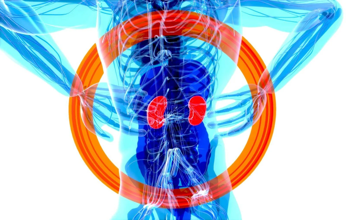 Muscle, Metabolism, and Sarcopenia: Why Building Muscle Is the Best Long-Term Metabolic Investment