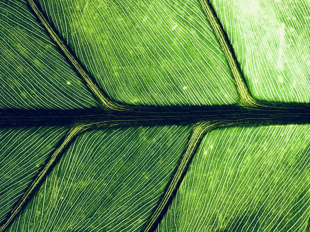 Organic CTR Optimisation: What Actually Makes People Click Your Search Result