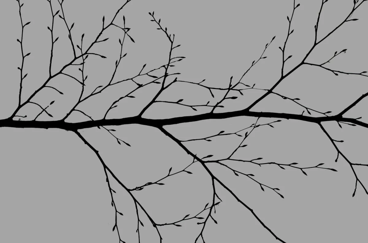 Decorative Images Need alt="", Not Missing Alt — And Complex Images Need More Than One Line