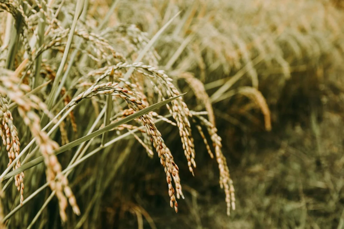 Why the Tola, Grain, and Troy Ounce Are Still in Active Use — Traditional Weight Units That Outlasted Metrication