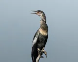 How Many Times Should You Unescape? Count the Backslashes